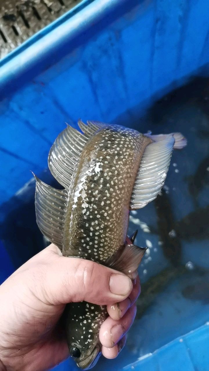 七星鱼 张公鱼 章公鱼月 鳢花财鱼 石爬子 山斑鱼