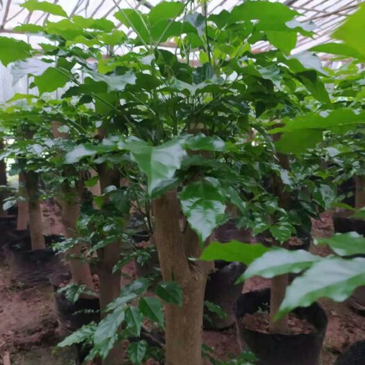 重庆市 幸福树盆栽，净化室内空气吸甲醛，防福射。千亩基地直发。预定中