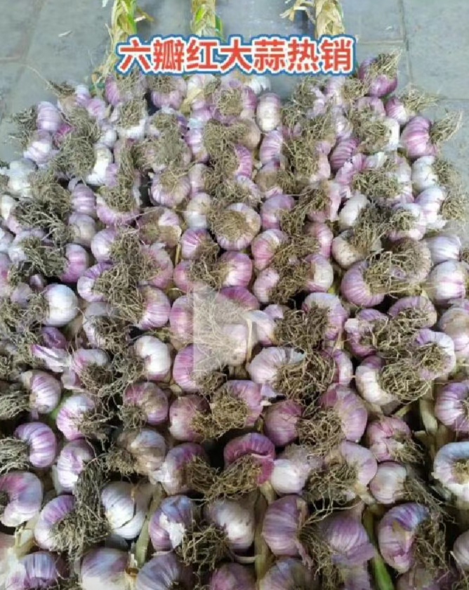 红皮蒜  天津宝坻六瓣红紫皮大蒜，地理标志产品