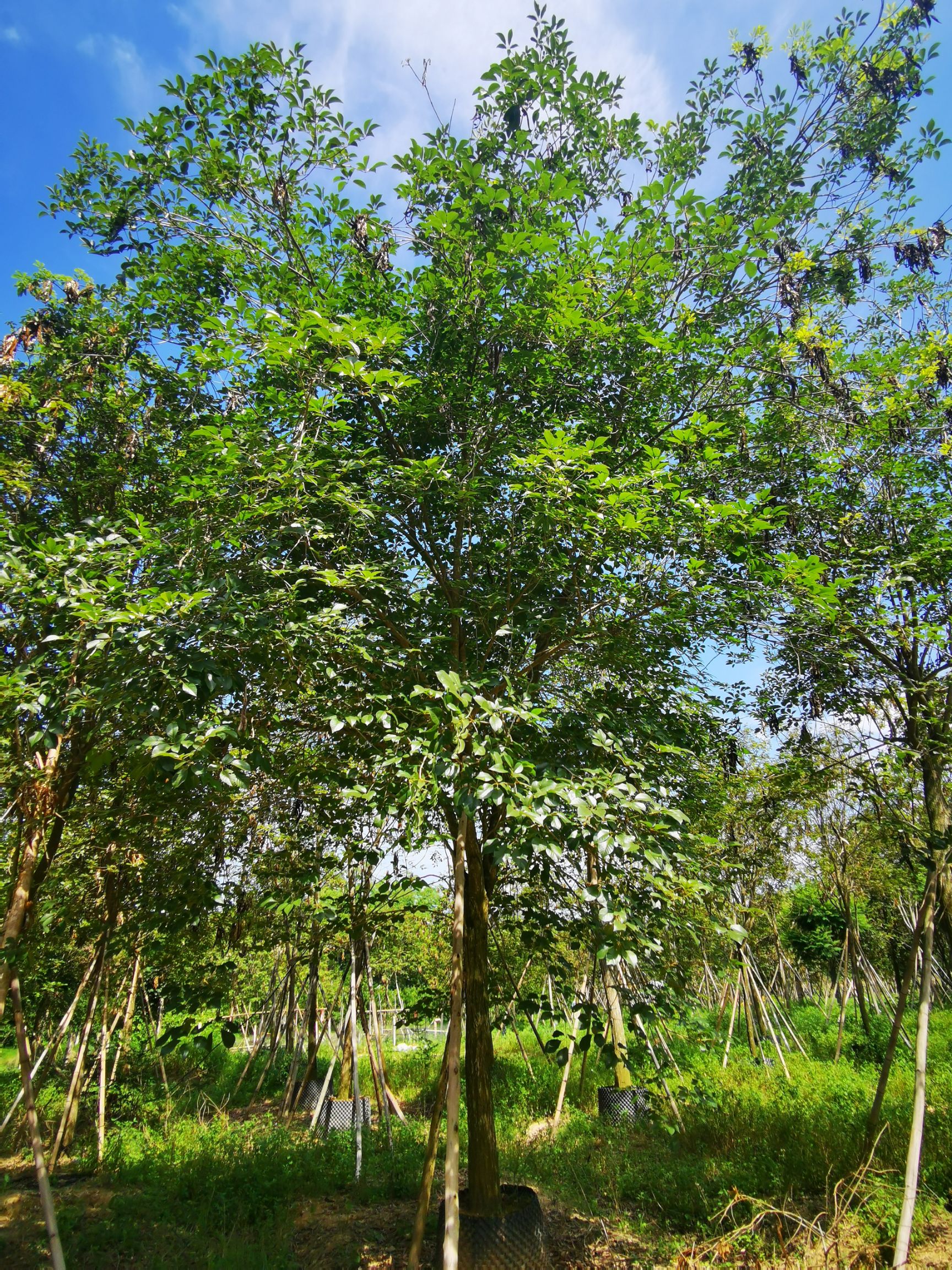黄花风铃木15-18公分