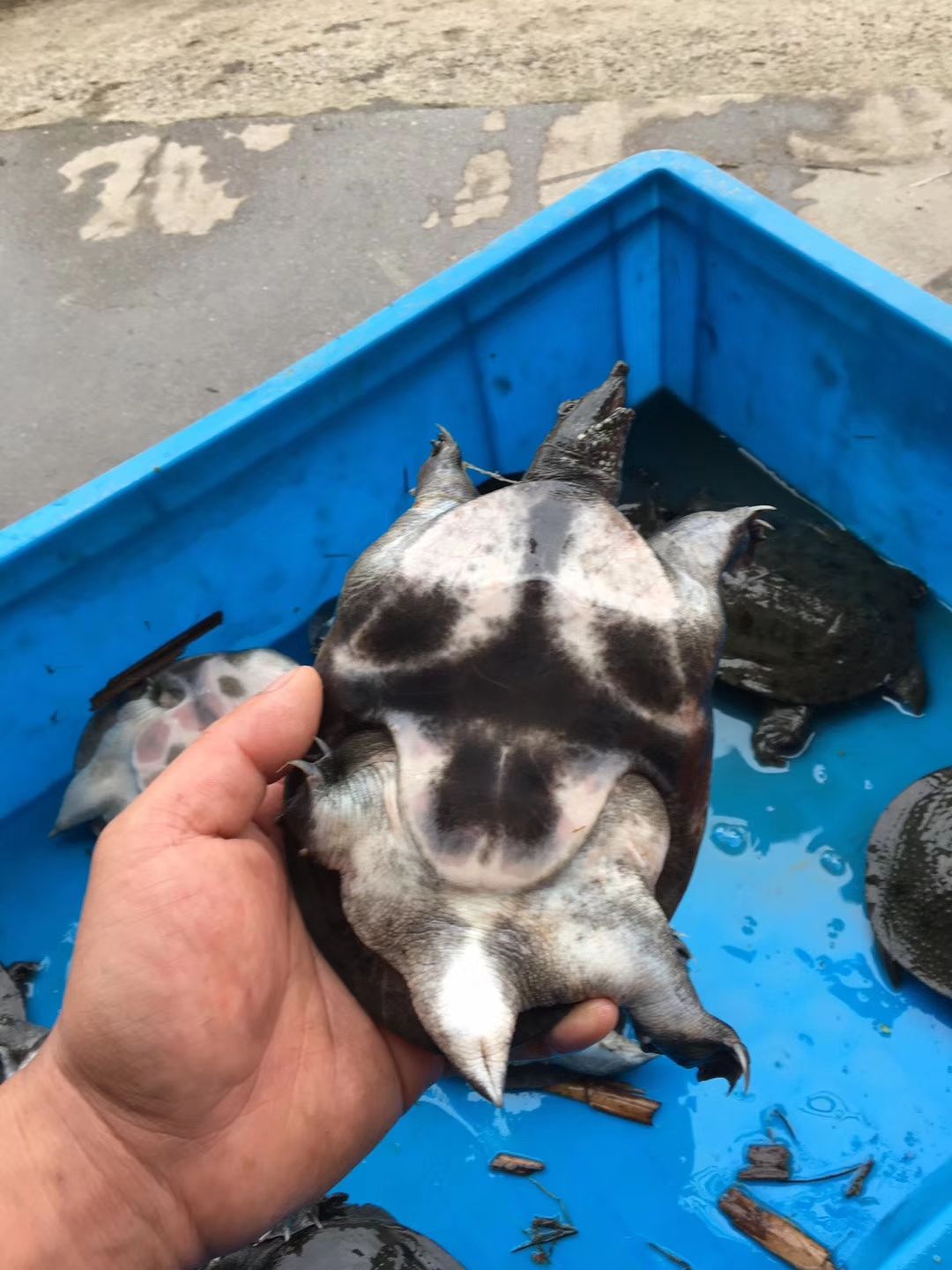 清溪花鳖  黑花甲鱼