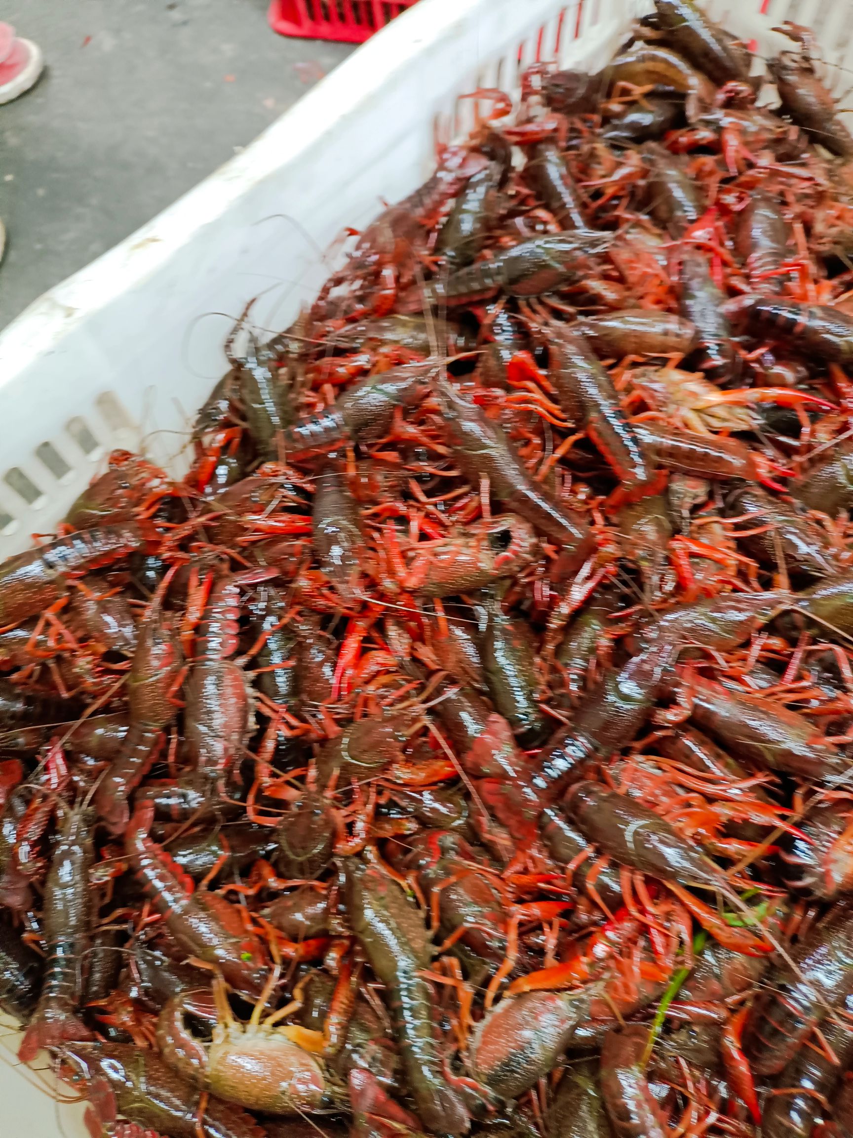 小龙虾  优质洪湖湖区优质成品虾大量出售，规格漂亮，底板干净