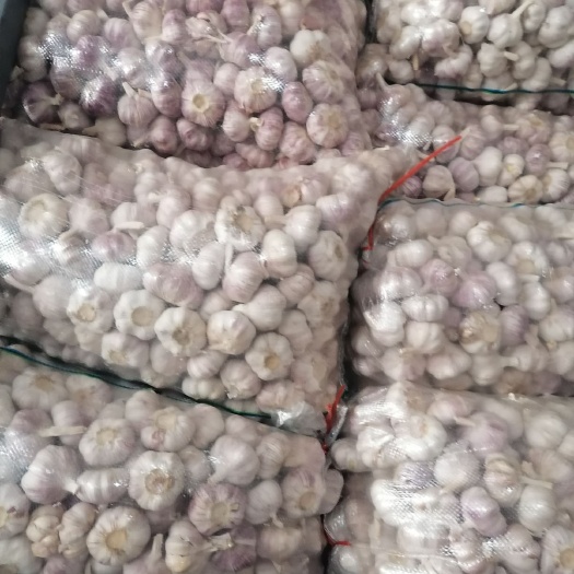 邳州市精品净蒜红皮蒜精品净蒜产品