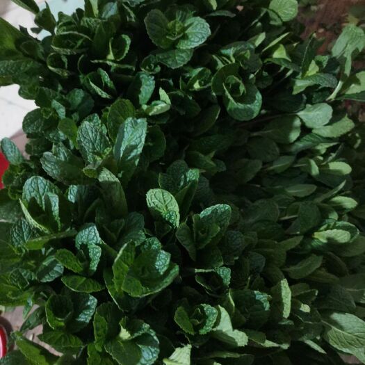 周口芗草 十香菜