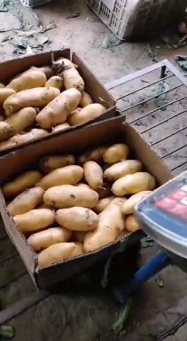 荷兰15 山东省临沂市沂水县 3两以上
