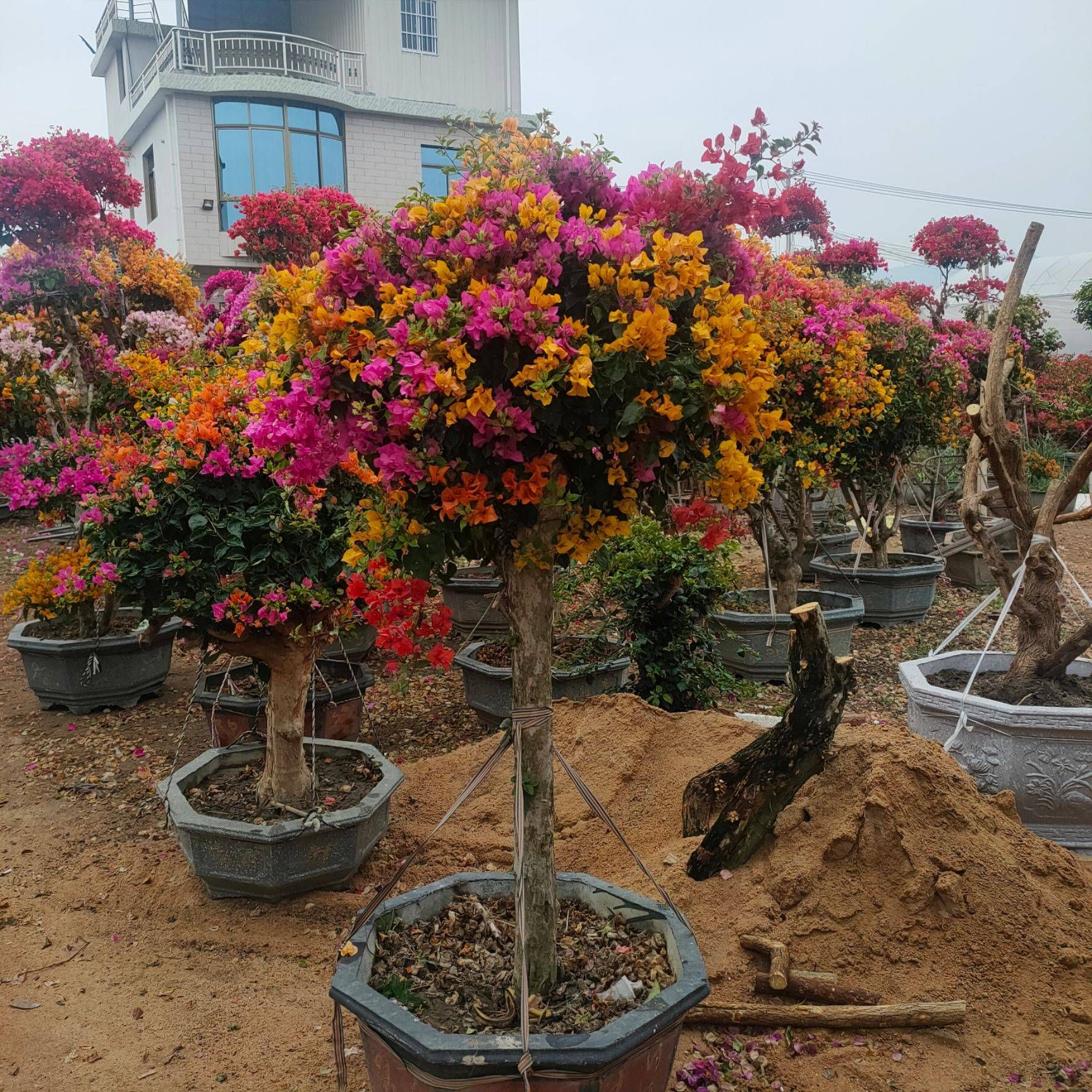 五雀三角梅桩1.5米，勒杜鹃，多色三角梅，宝巾花