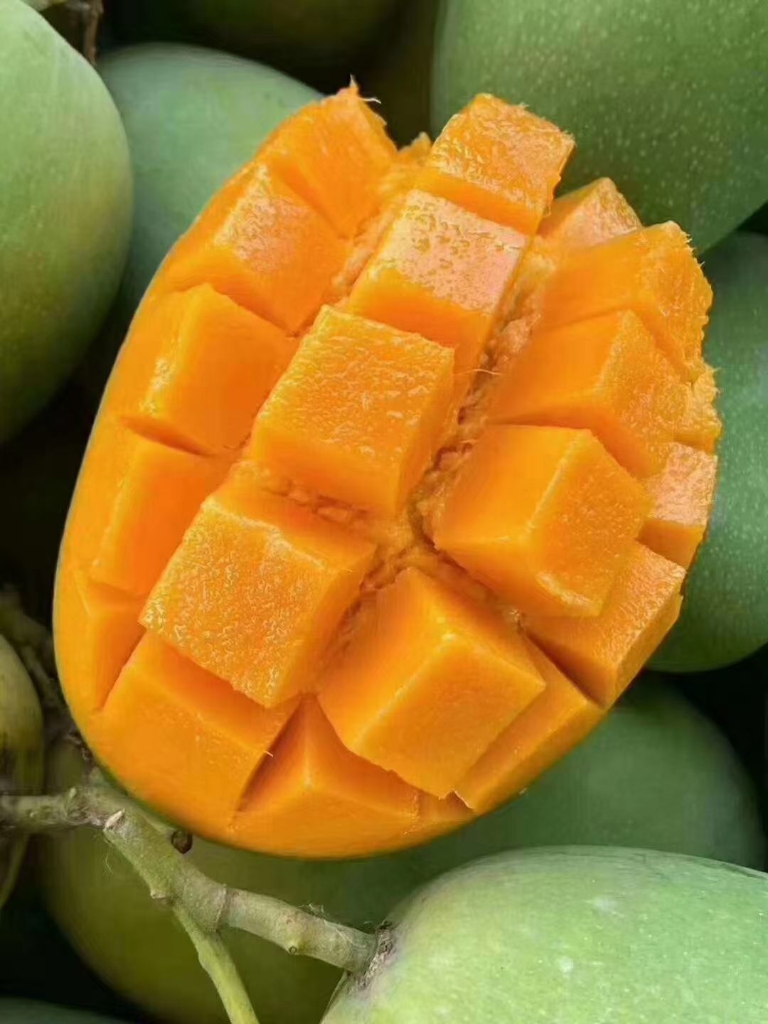  椰香  鸡蛋芒上市