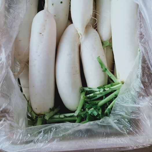  白萝卜