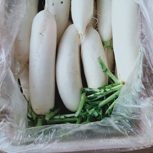 邯郸 白萝卜