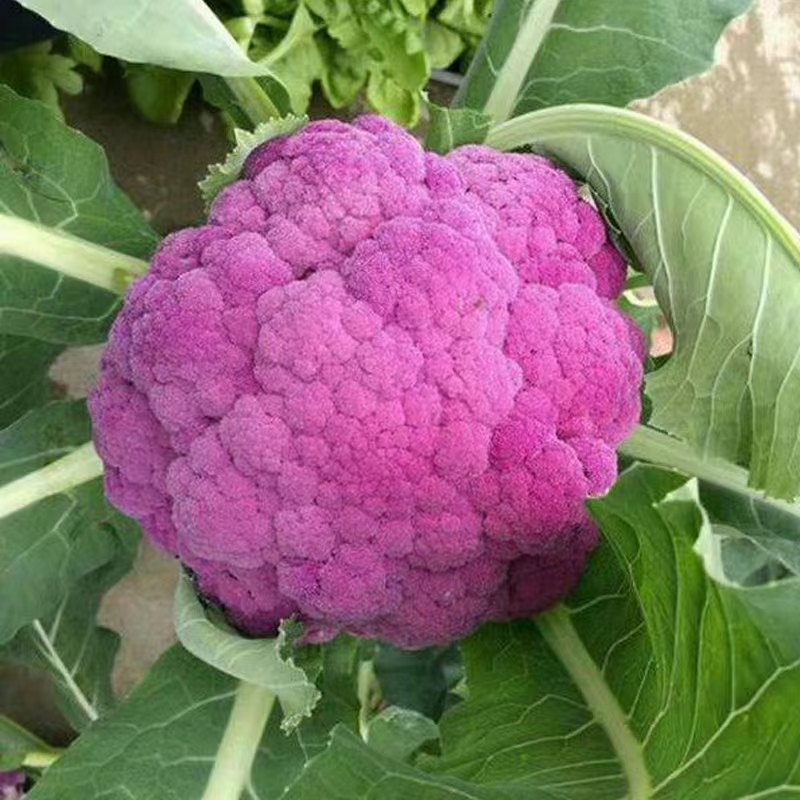 紫色菜花种子 山东寿光 发货 包邮