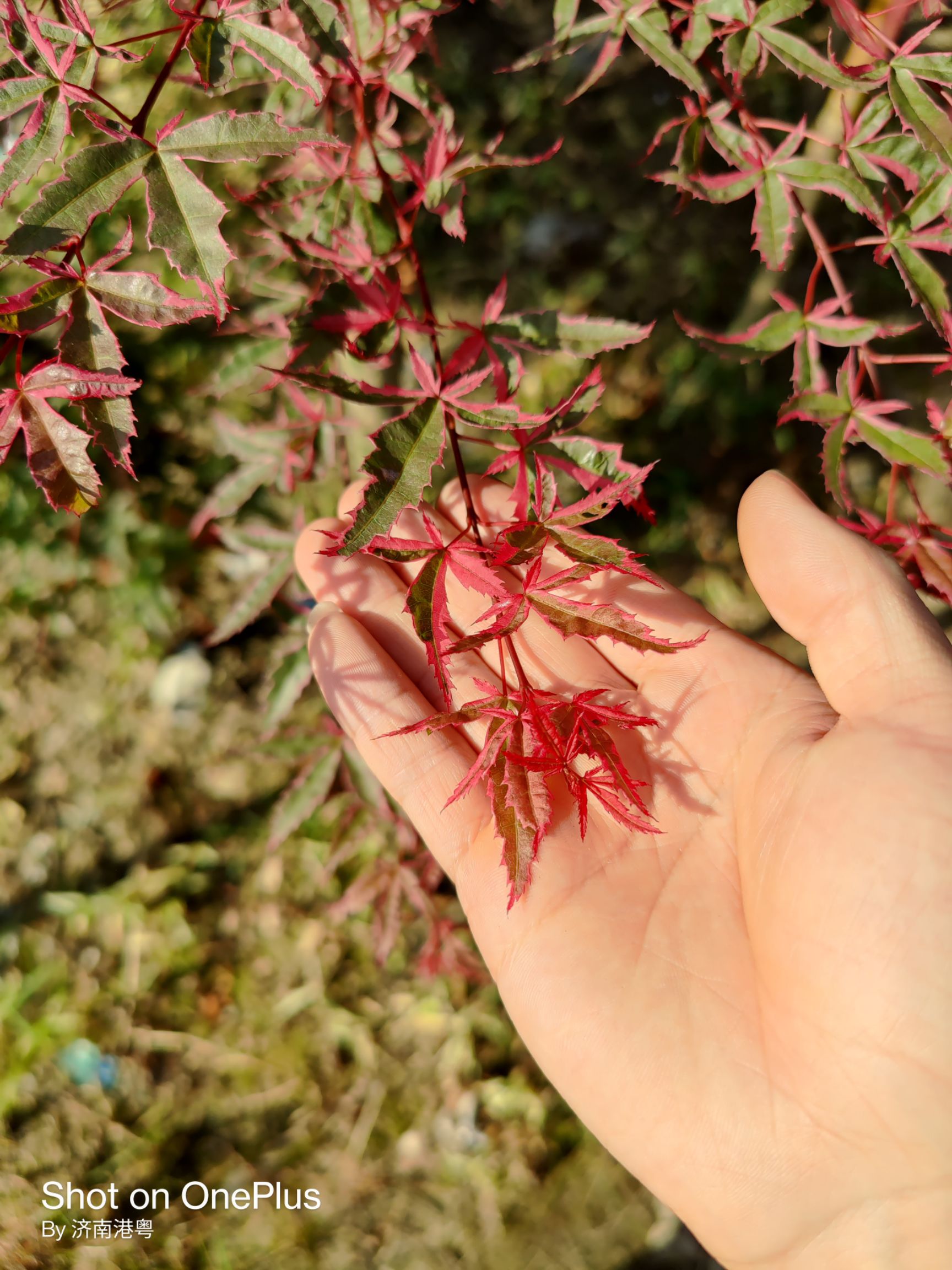 日本红枫  精品红小袖红大袖 地苗袋苗各种规格都有 欢迎实地看苗下单
