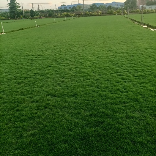 中山市马尼拉草皮 
