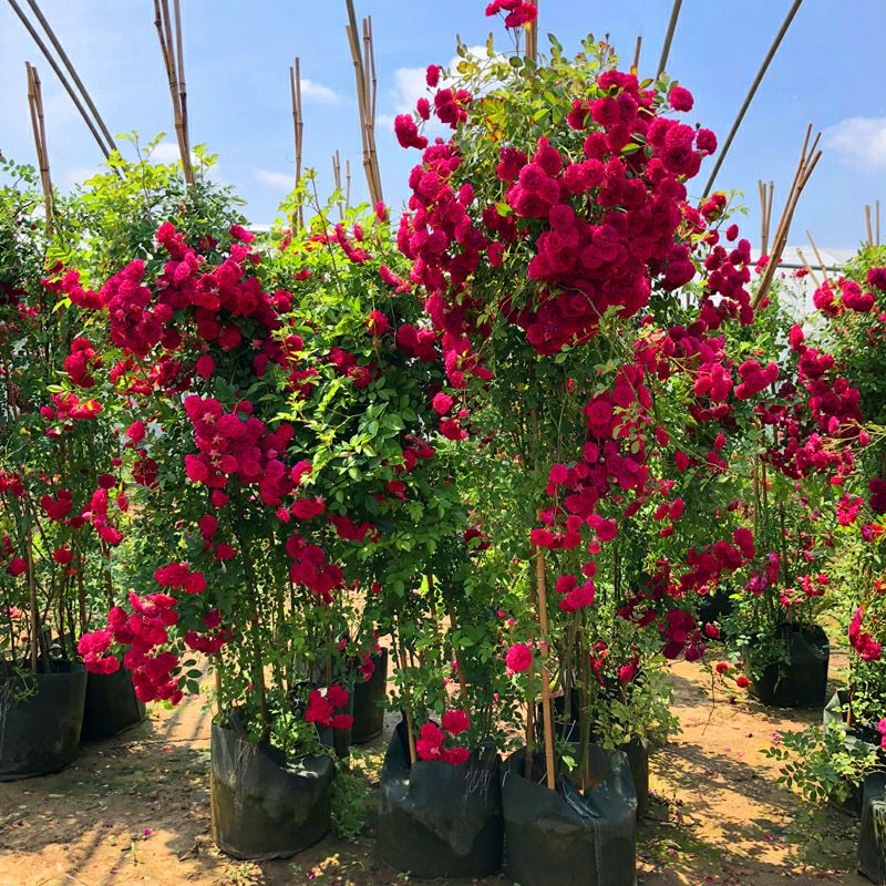 木香花苗浓香四季开花红木香耐寒庭院攀爬植物红木香黄木香盆栽