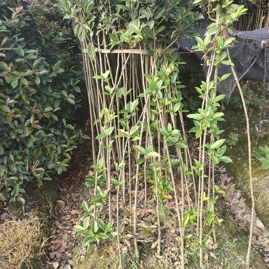 成都朱砂桂  桂花条子