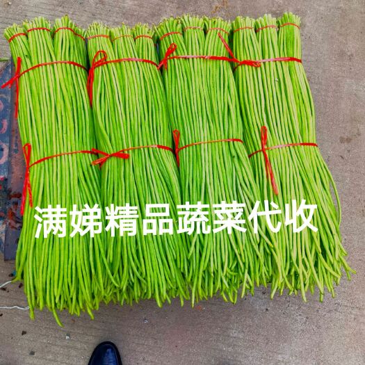 兰陵县绿翡翠长豆角 精品长豆角