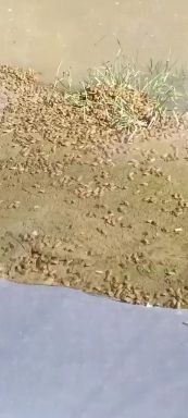 青蛙苗  大量供应优质蛙苗.技术指导