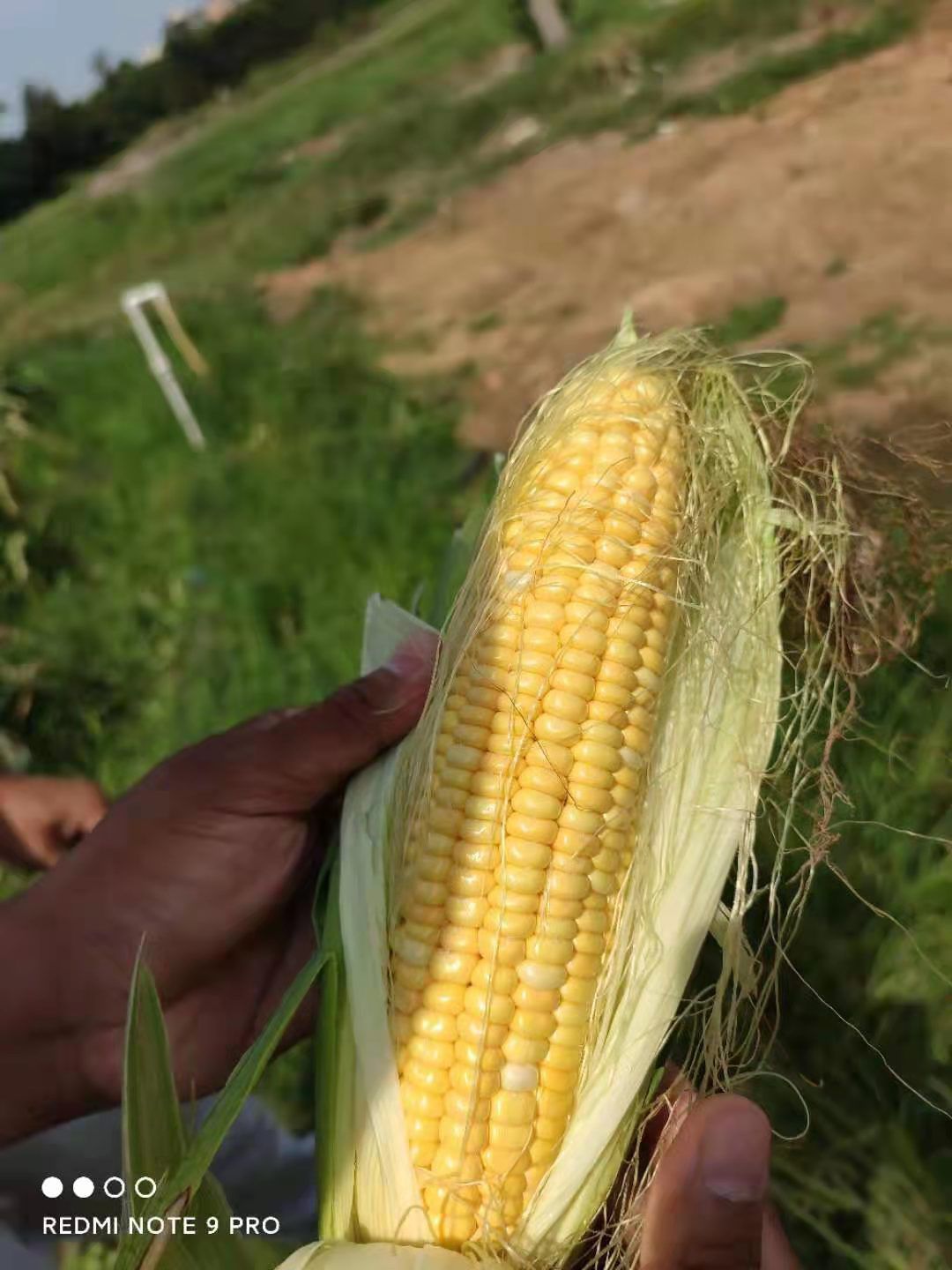 太阳花品种甜玉米黄玉米水果玉米