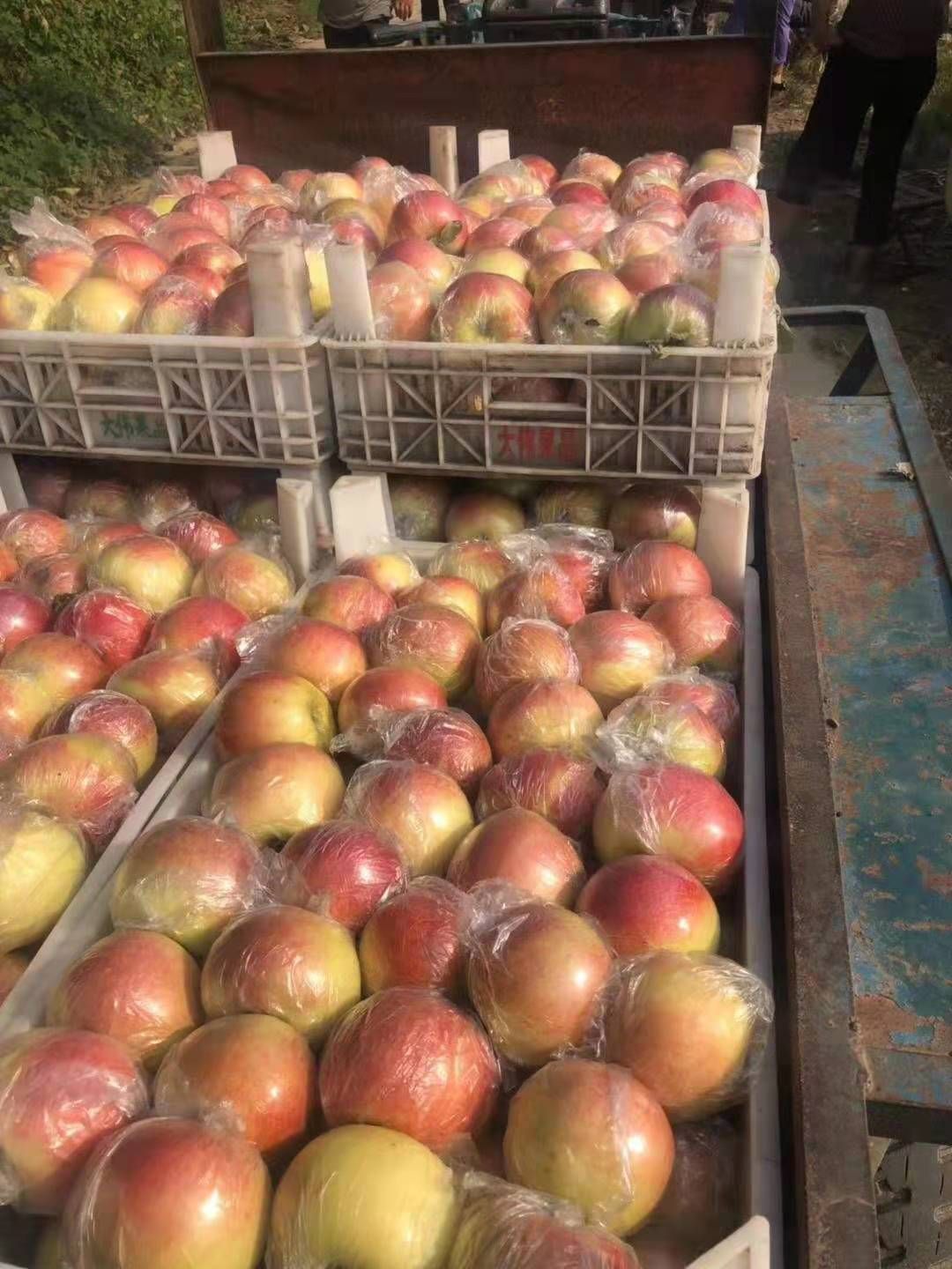 美八苹果  山东美八苹果大量上市  口感脆甜质量不错