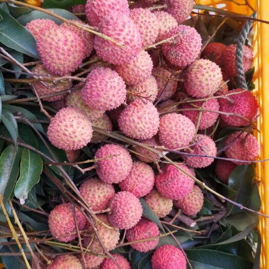 灵山县 桂味荔枝全国包邮199元10斤