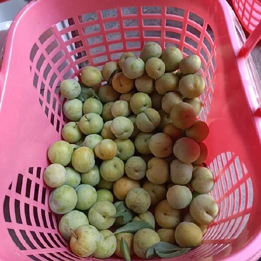 镇宁县镇宁六马蜂糖李  要先单的老板赶快了