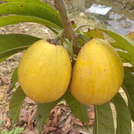 灵山县蛋黄果苗  蛋黄果，耀堂仙桃，
