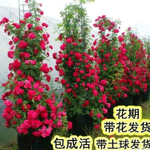 沭阳县木香花苗浓香四季开花红木香耐寒庭院攀爬植物红花黄木香盆栽