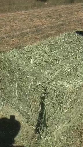 固原苜蓿草捆（2021新草 苜蓿草）
青干草
