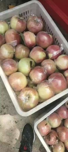美八苹果  山东美八苹果大量供应  货源充足  质量保证