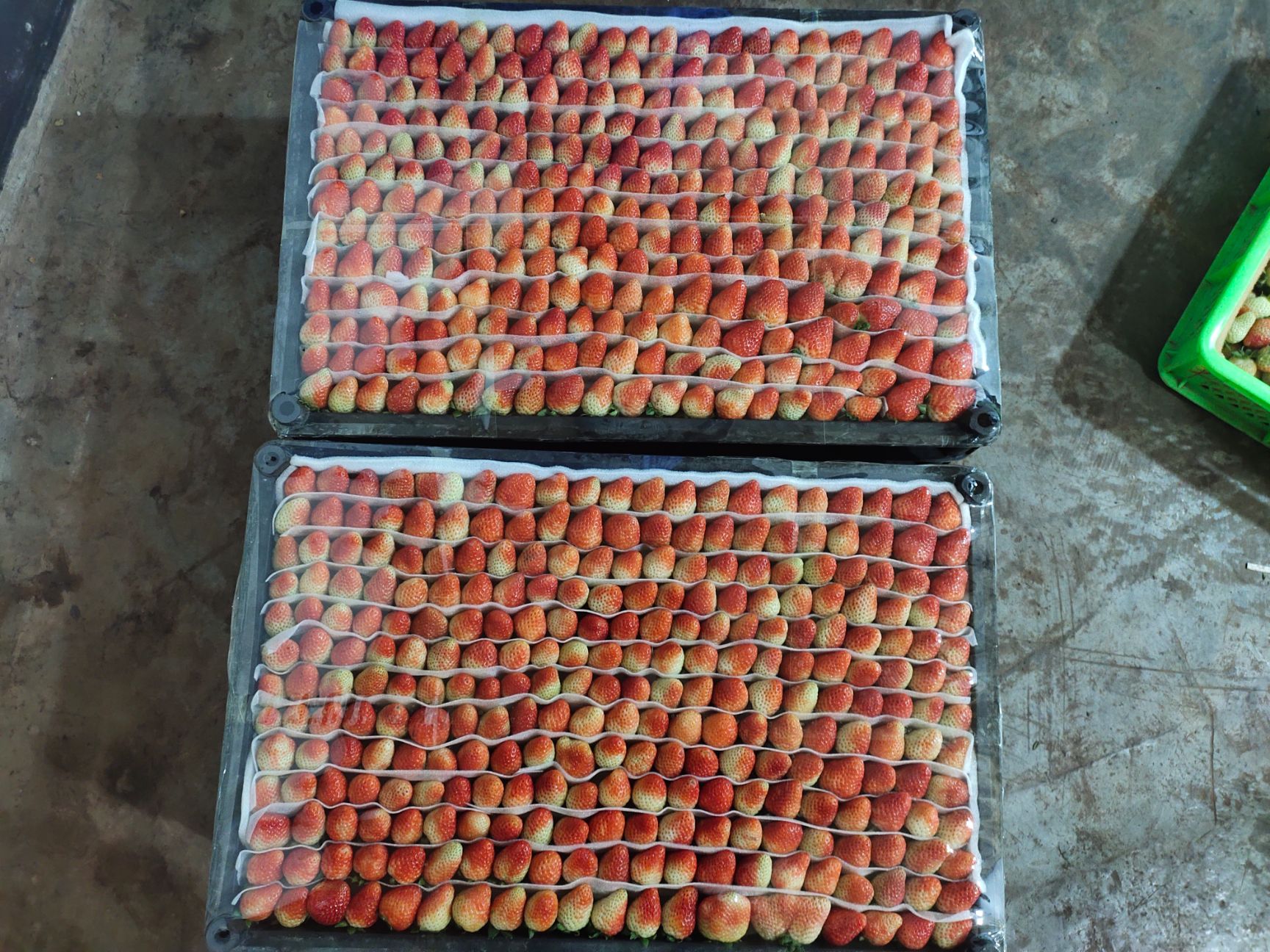 蒙特瑞草莓 蒙头瑞品种，质量杠杠滴，有需要的老板联系我