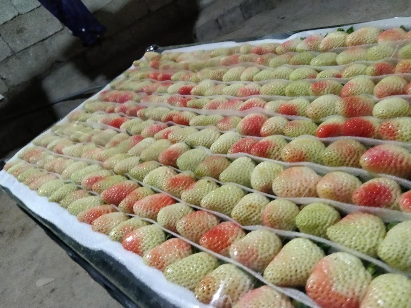 蒙特瑞草莓
