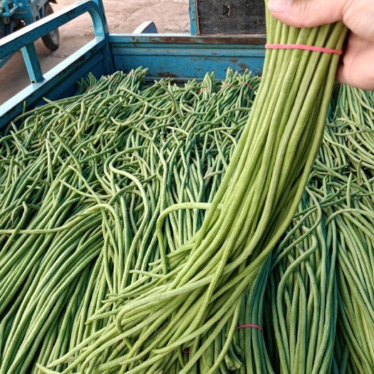 博爱县长豇豆  长豆角
