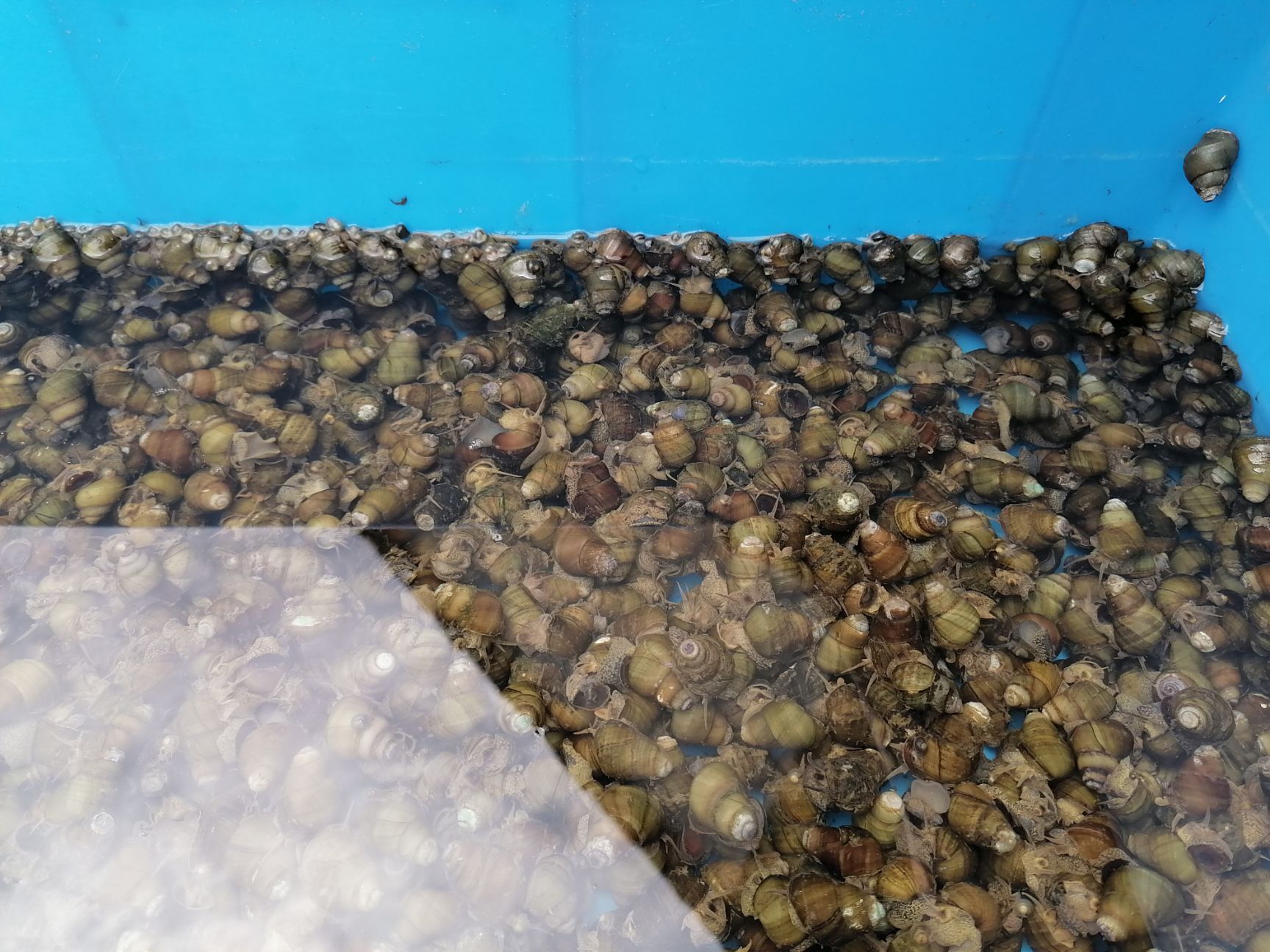 蚂蟥  水蛭，小黄苗