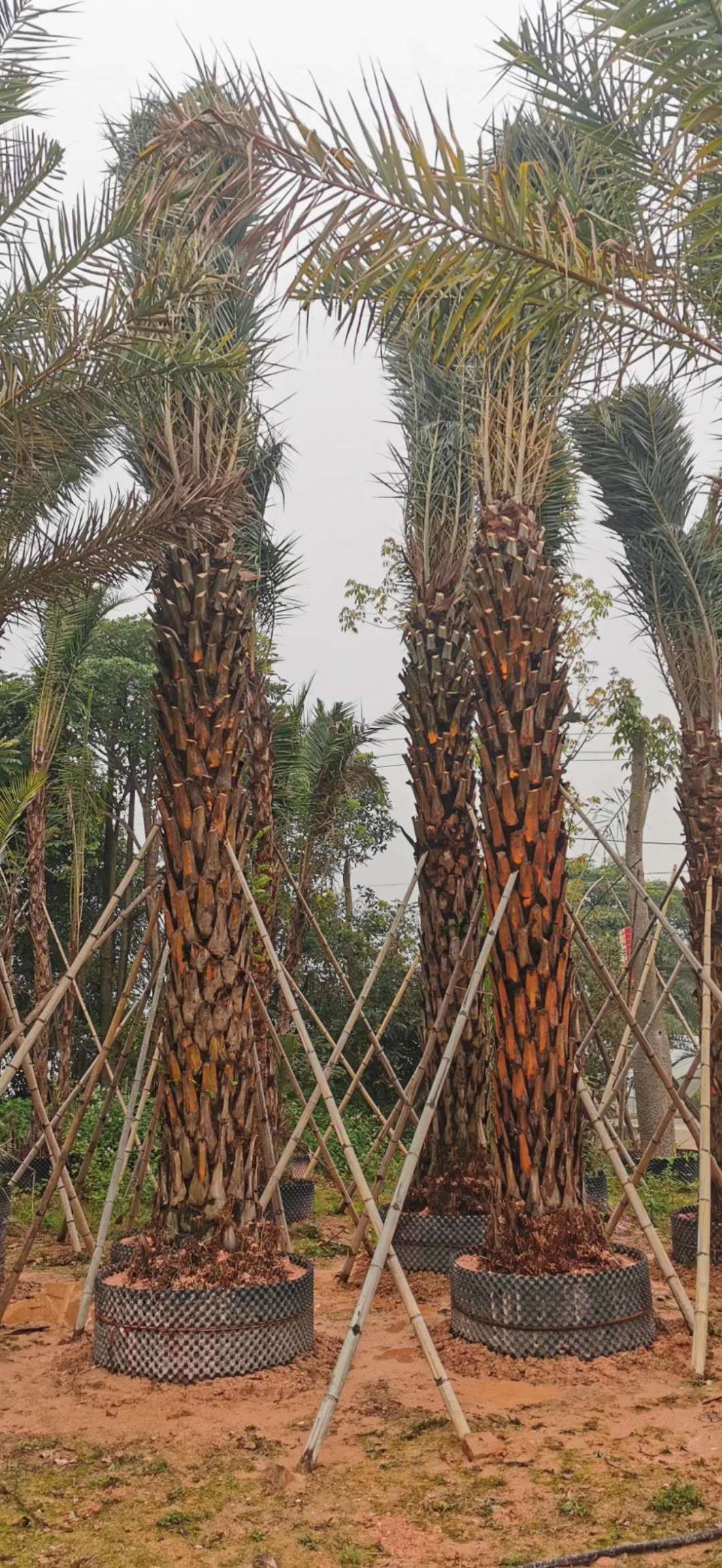 中东海枣高5-6米