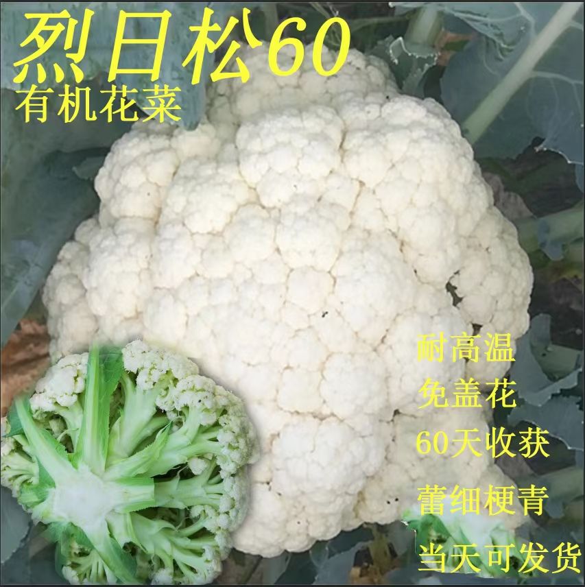松花菜种子  耐热有机花菜种子烈日松60~免盖球抗病口感好产