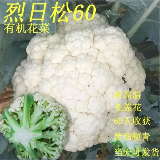 扶沟县松花菜种子  耐热有机花菜种子烈日松60~免盖球抗病口感好产