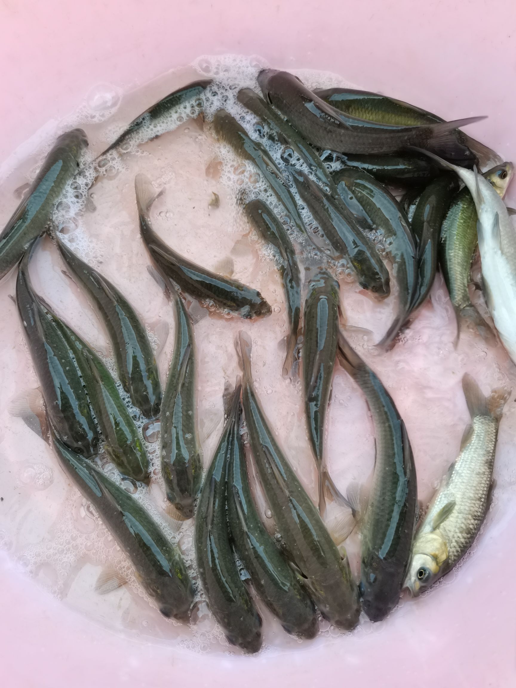 倒刺鲃鱼苗  场地直销，淡水养殖，黑鲩鱼苗，青鱼苗，打过疫苗，快大品种。。