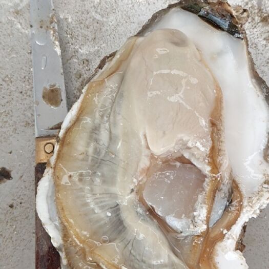 重庆市牡蛎 乳山生蚝，