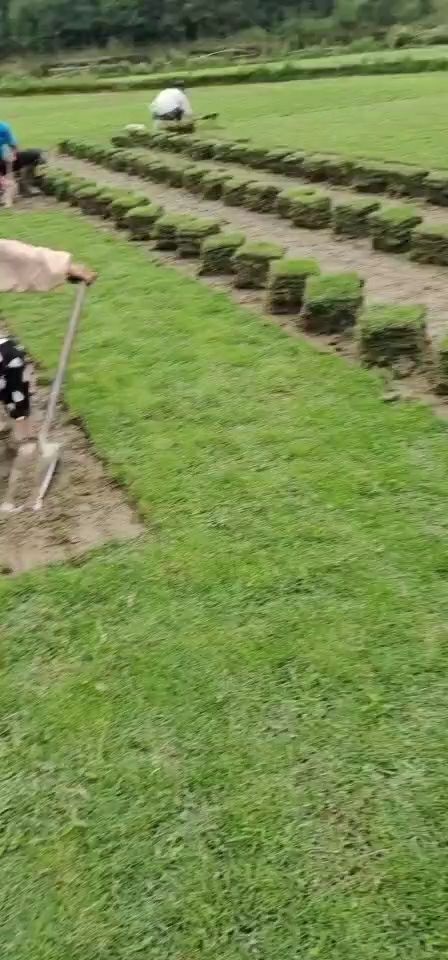 吉水县 江西大量青和马尼拉草皮