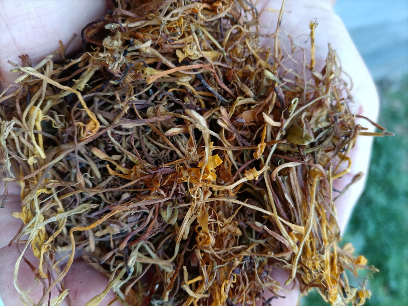 金银花，天然，全干，采自云南富宁县石山区，阳光晒，无霉无硫。