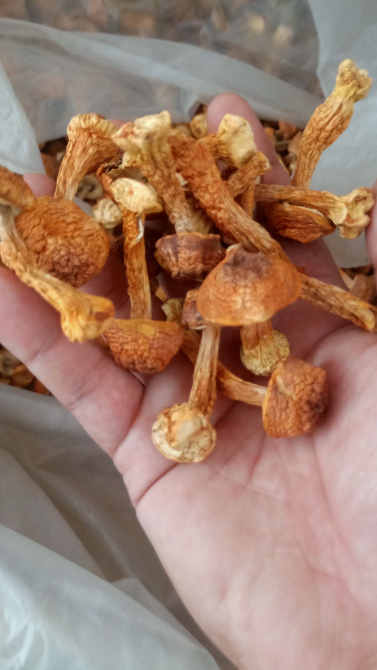 基地直供无硫姬松茸  本色姬松茸 巴西菇原产地直发价格量大优