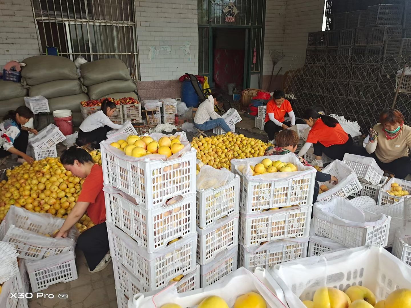 黄油桃  未来一号甜油桃