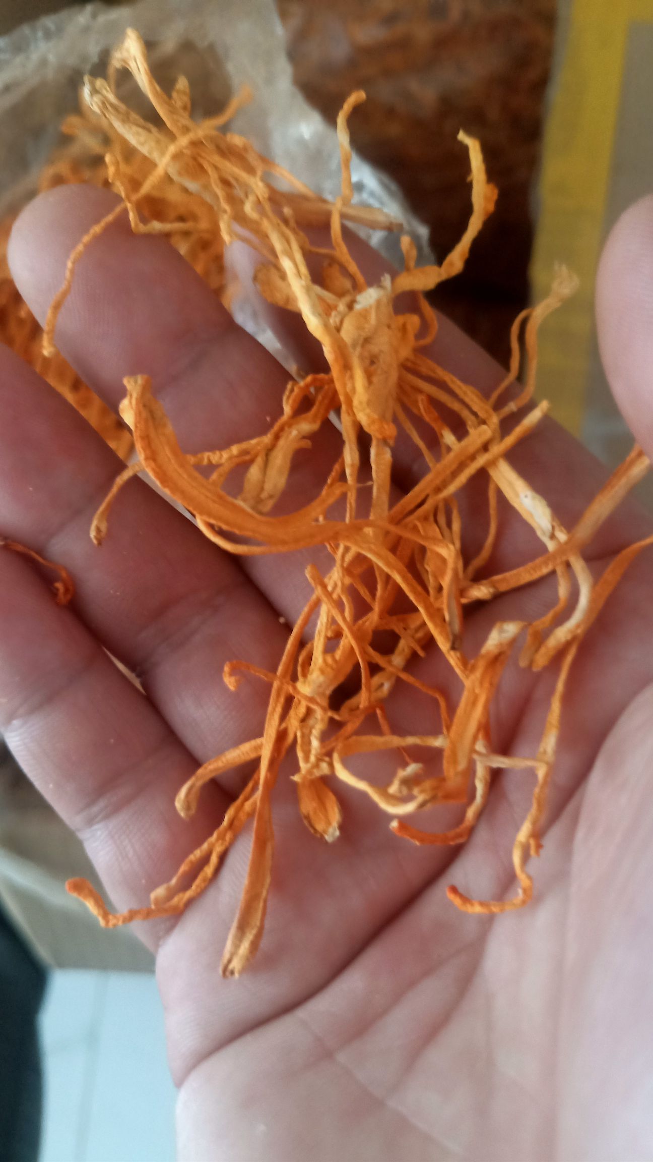 北虫草  基地虫草花直供  原产地批发价格优惠一手货源量大优