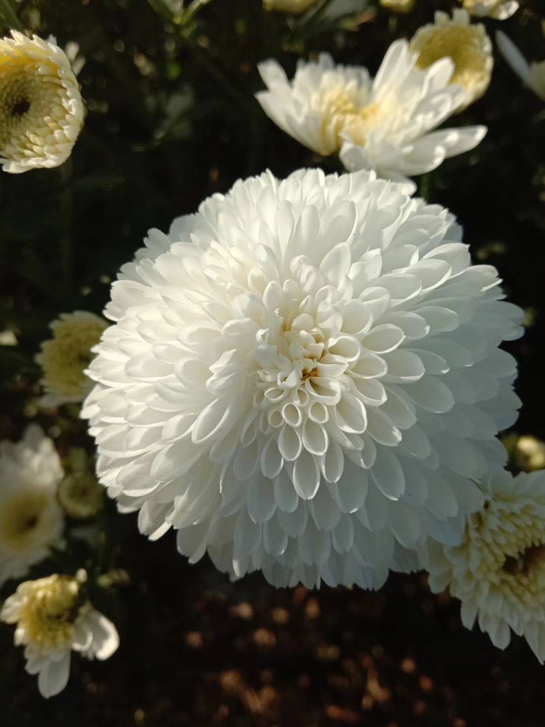 菊花茶  黄山贡菊，七月菊，白菊，原产地直供，可批发零售