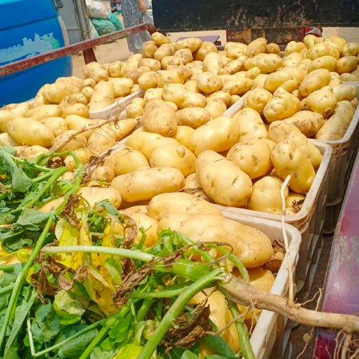 莒县荷兰15 山东荷兰十五土豆产地直销，质优价廉支持全国发货