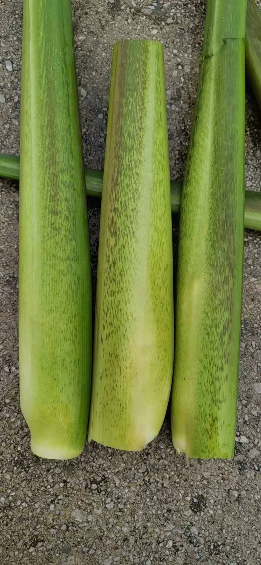  茭白