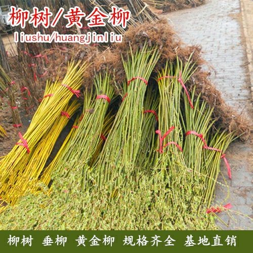 垂柳树苗 黄金柳 竹柳苗 青皮柳树垂扬柳树苗垂柳小苗大苗绿