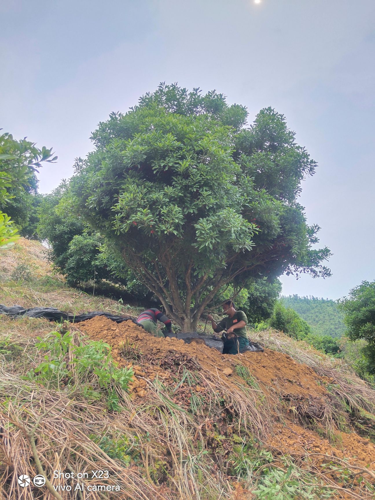 东魁杨梅树苗 杨梅树