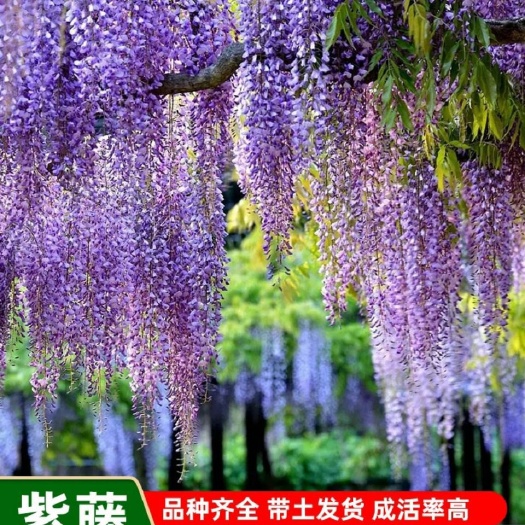沭阳县多花紫藤  紫藤树苗紫藤萝爬藤攀爬庭院围墙四季开花植物老桩盆