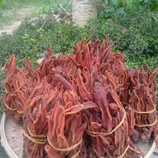 回春草  地灵芝 回心草