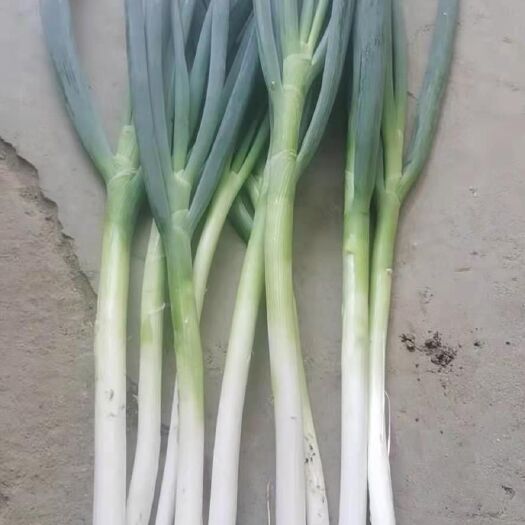 南阳大葱，钢葱，大量出售40亩，即刻售卖